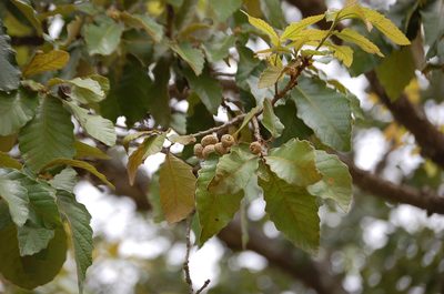 Quercus purulhana, photographed by Neptalí Ramírez Marcial