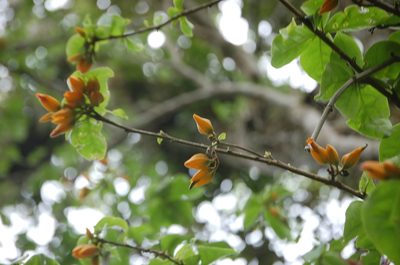 Juanulloa mexicana, photographed by Neptalí Ramírez Marcial