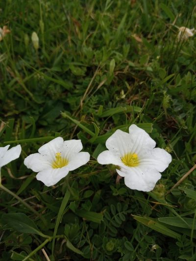 Nierembergia calycina, photographed by Juan Manuel Barreneche