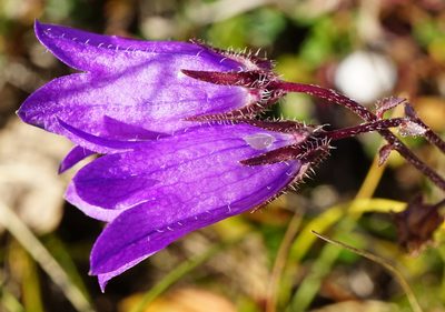 Campanula sibirica, photographed by Patrick Hacker