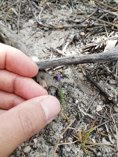 Heliophila bulbostyla, photographed by Danie Palm