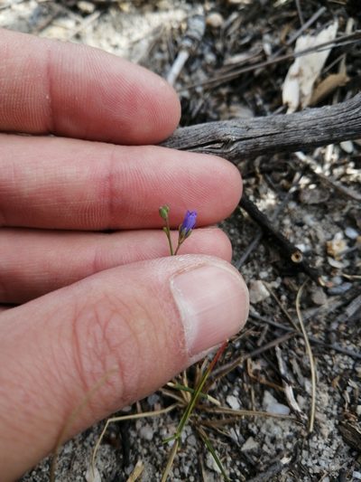 Heliophila bulbostyla, photographed by Danie Palm