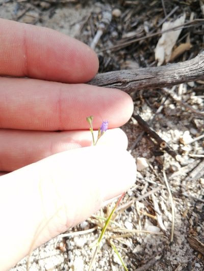Heliophila bulbostyla, photographed by Danie Palm