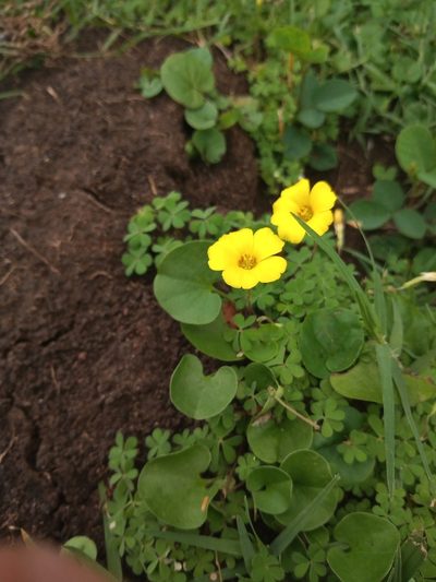 Oxalis conorrhiza, photographed by Juan Manuel Barreneche