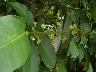 Dendropanax arboreus, photographed by Neptalí Ramírez Marcial