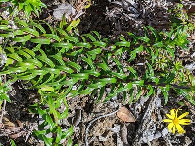 Dubautia scabra, photographed by David Anderson