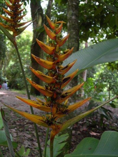 Heliconia librata, photographed by Neptalí Ramírez Marcial