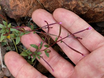 Epilobium minutum, photographed by Ken-ichi Ueda
