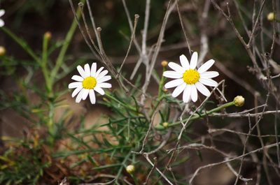 Argyranthemum gracile, photographed by gwynmwilliams