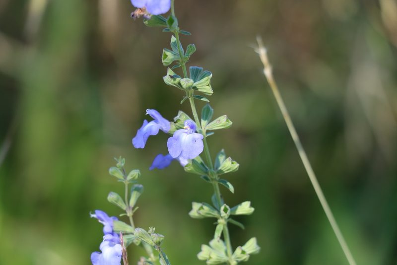 Salvia azurea, photographed by Rich Sommer