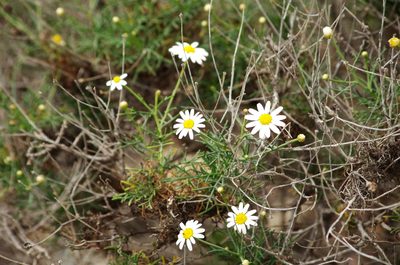 Argyranthemum gracile, photographed by gwynmwilliams
