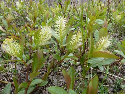 Salix hastata, photographed by Andreas Taeger