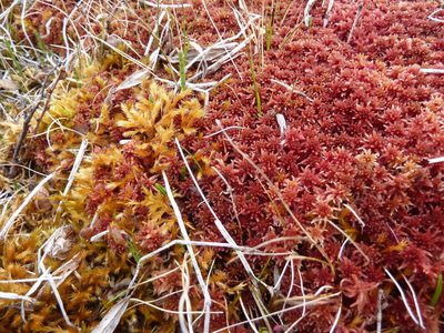 Sphagnum warnstorfii, photographed by Andreas Taeger