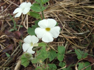 Thunbergia neglecta, photographed by Markus
