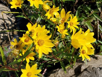 Bidens laevis, photographed by Samuel A Schmid, PhD, PWS