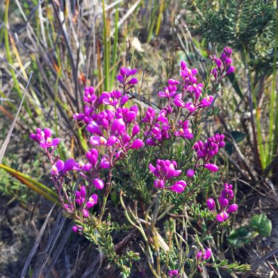 Comesperma ericinum, photographed by Cowirrie
