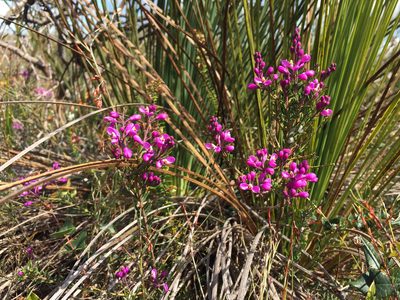 Comesperma ericinum, photographed by Cowirrie