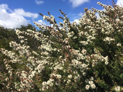 Kunzea ambigua, photographed by Cowirrie