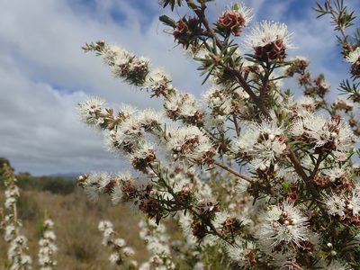 Kunzea ambigua, photographed by Cowirrie