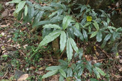 Beilschmiedia elliptica, photographed by Greg Tasney