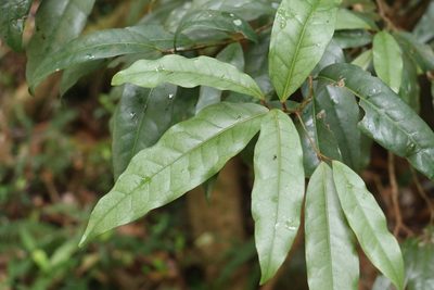 Beilschmiedia elliptica, photographed by Greg Tasney