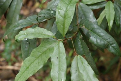 Beilschmiedia elliptica, photographed by Greg Tasney