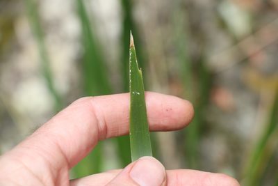 Lomandra hystrix, photographed by Greg Tasney