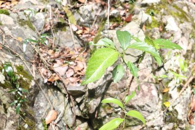 Dendrocnide photiniphylla, photographed by Greg Tasney