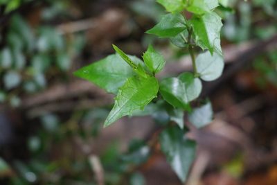 Graptophyllum spinigerum, photographed by Greg Tasney