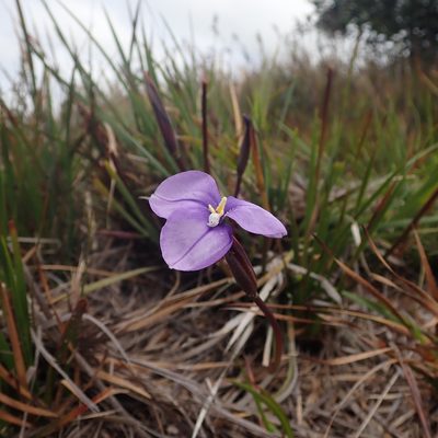 Patersonia occidentalis, photographed by Cowirrie
