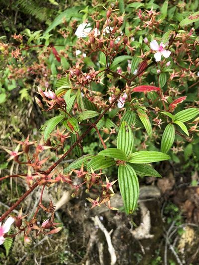 Monochaetum lineatum, photographed by Skjold Søndergaard