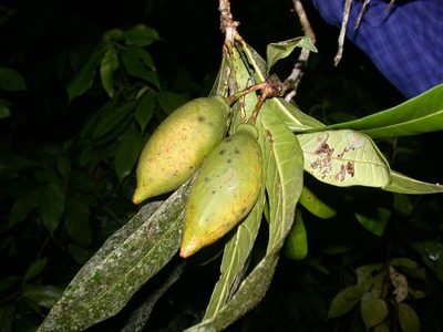 Amphitecna apiculata, photographed by Neptalí Ramírez Marcial