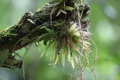 Oberonia complanata, photographed by Greg Tasney