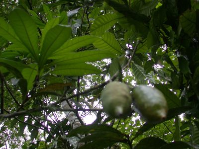 Amphitecna apiculata, photographed by Neptalí Ramírez Marcial
