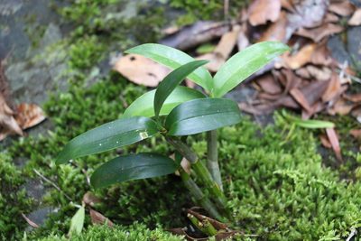 Dendrobium gracilicaule, photographed by Greg Tasney