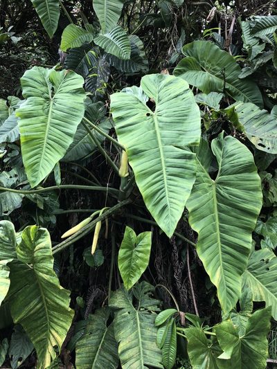 Philodendron deflexum, photographed by Skjold Søndergaard