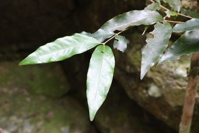 Dissiliaria baloghioides, photographed by Greg Tasney