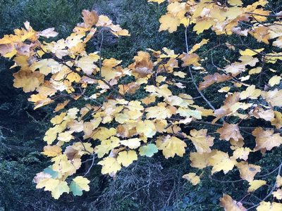 Acer opalus, photographed by Naturalista