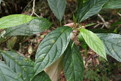 Abrophyllum ornans, photographed by Greg Tasney