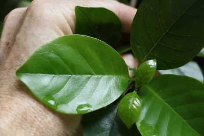 Hodgkinsonia ovatiflora, photographed by Greg Tasney