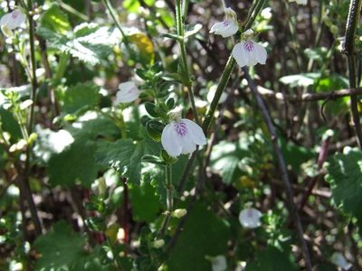 Justicia protracta, photographed by Markus