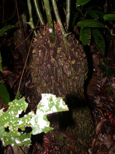 Dioscorea bartlettii, photographed by Neptalí Ramírez Marcial