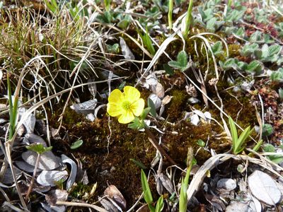 Ranunculus nivalis, photographed by Andreas Taeger