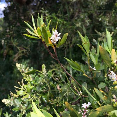 Leucopogon parviflorus, photographed by Cowirrie