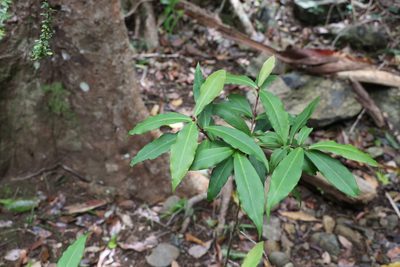 Myrsine subsessilis, photographed by Greg Tasney