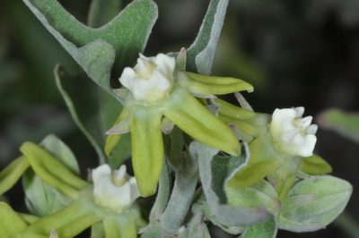 Araujia brachystephana, photographed by aacocucci