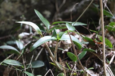 Dendrobium gracilicaule, photographed by Greg Tasney