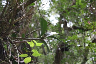 Dendrobium gracilicaule, photographed by Greg Tasney