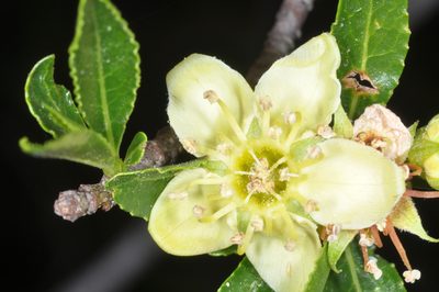 Kageneckia lanceolata, photographed by aacocucci