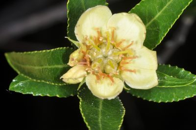 Kageneckia lanceolata, photographed by aacocucci
